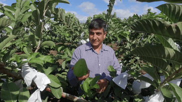 Riquezas da Nossa Terra: A goiaba que ganhou o mundo