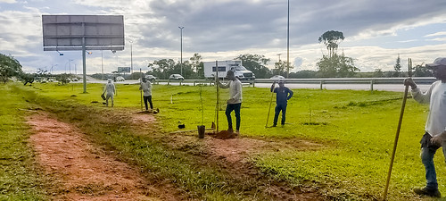 Três mil mudas do cerrado são plantadas no Park Way