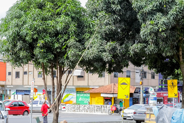 Vai colher uma fruta da árvore? Todo cuidado é pouco!