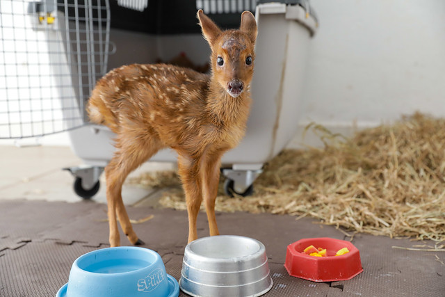 11/08/2024 - Pioneiro no Brasil, Hospital da Fauna Silvestre do DF já prestou mais de 500 atendimentos