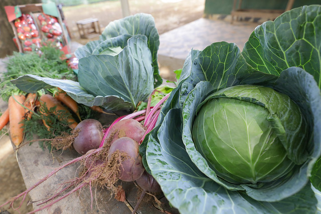 01/09/2024 - DF fará maior compra de alimentos da agricultura familiar para escolas da história