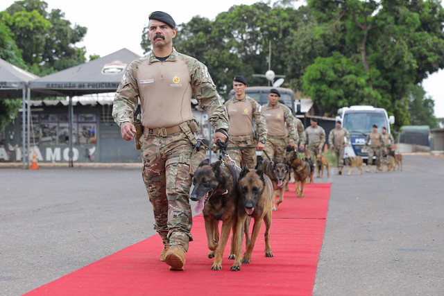 08/10/2024 - Cães da Polícia Militar do DF recebem homenagem antes de aposentadoria