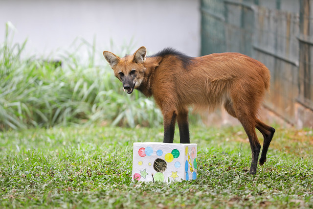 02/03/2025 - Alimentação surpresa para animais diverte visitantes do Zoológico de Brasília